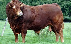 The importance of bull fertility in the suckler herd should not be underestimated