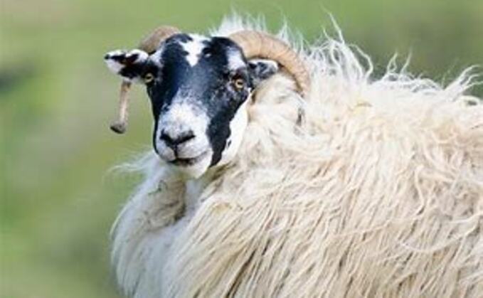Dyfed-Powys Police said more than 70 sheep had been stolen from a farm in Wales