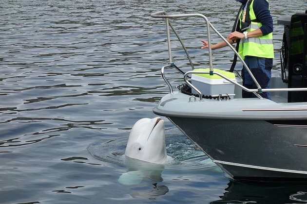 Norway warns against approaching &#039;spy whale