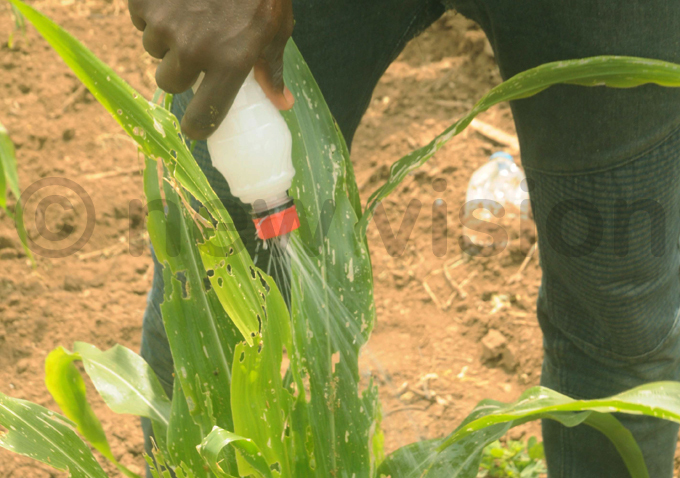  farmer in perikira ub ounty spraying maize using detergent hoto by imon aulele