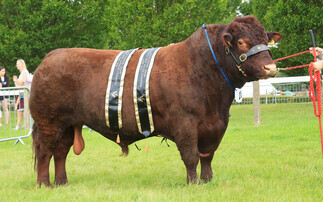 Lincoln Red reigns supreme at home county show