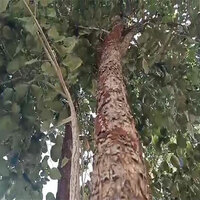 Odisha's Red sanders jungle loses thousands of trees in 33 Years, needs conservation efforts