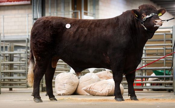 Sales round-up: Salers record at Welshpool, breeding cattle and sheep sales, sheep dogs at Skipton