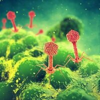How ancient viruses could help fight antibiotic resistance