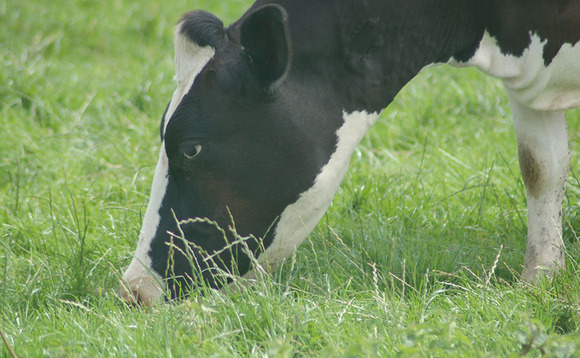 Managing dry cows at grass