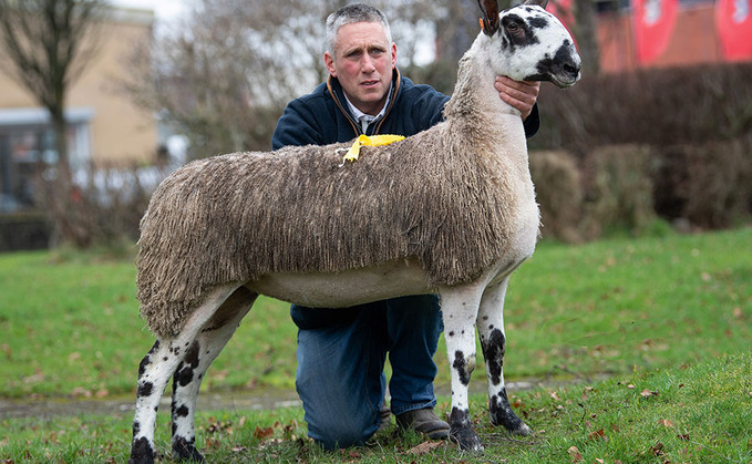 Classy Lassies Bluefaced Leicesters top at 9,000gns