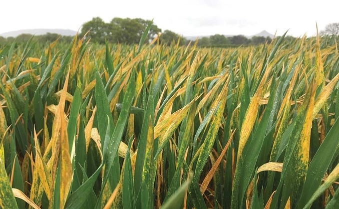 Recommended List sees yellow rust rating rehaul