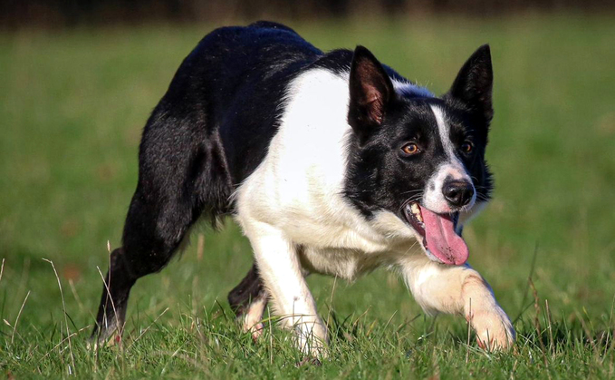 Glebe Fort Fan, £11,700