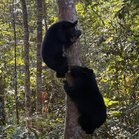 First in Assam: Orphaned Asiatic black bears released in Dehing Patkai after months of care in CWRC, Kaziranga