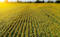 Growers could look to sunflowers to boost spring crop options