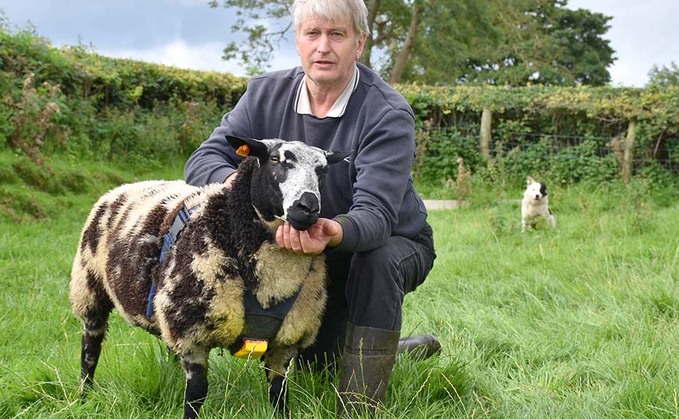 Dutch Spotted breed proving a successful addition for Northern Ireland breeder