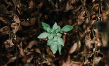 Stock image of green sapling growing through foliage