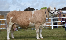 Simmental claims beef supreme championship at Suffolk Show