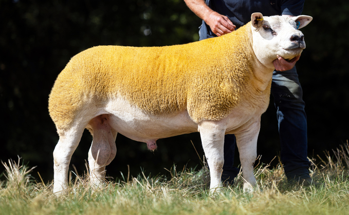 Shearling ram Loosebeare Hardcore from the Quick family, Credition, which sold for 20,000gns. Shearling ram Loosebeare Hardcore from the Quick family, Credition, which sold for 20,000gns.
