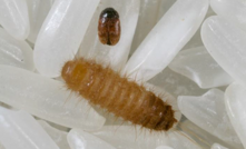 Khapra beetle has been detected in nappy pants imported to Australia. 