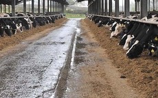 Successful transition for autumn calving herds