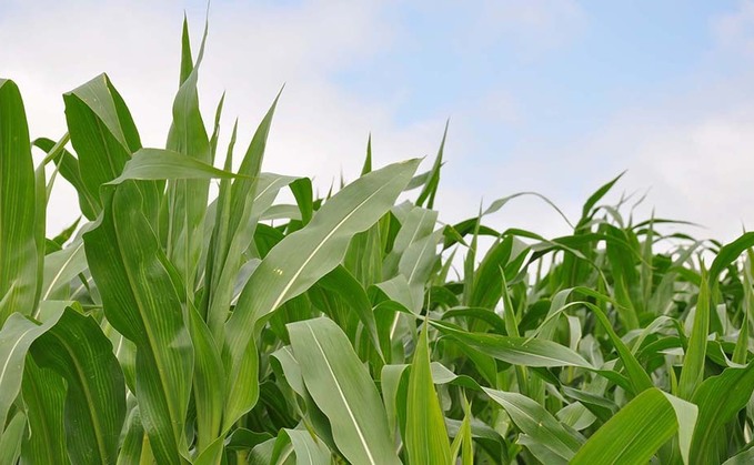 Making the most of maize