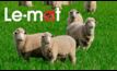  Le-Mat has APVMA approval for use in pastures. Picture courtesy Le-Mat.