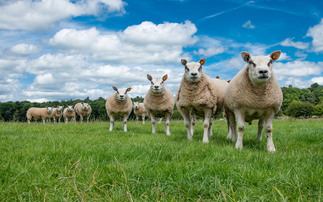 Bluetongue updates: ż in almost 20 counties face life in a bluetongue restriction zone