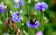 Ella's Kitchen and RSPB plot UK wildflower and grassland habitat restoration drive