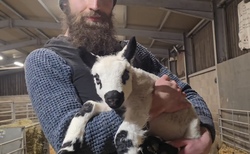 From the lambing shed: Delivering twins - with a bit of help