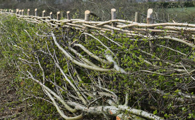 Top tips to get the most from your hedgerows
