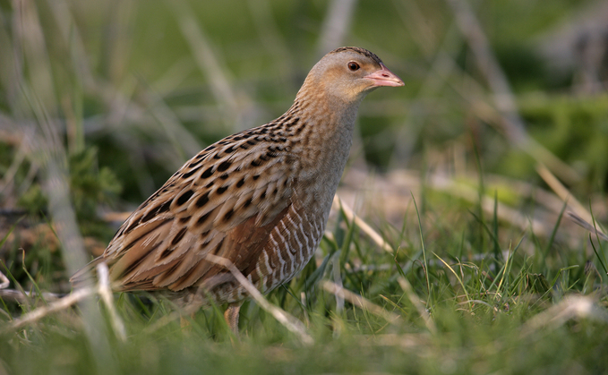 Farming Matters: Sarah Sankey - "We are calling on the Government to provide more and better funding for nature-friendly farming"