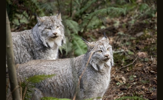 Robert MacDonald, chair of Cairngorms Crofters and ż Community, said: "Such reckless actions undermine the trust and cooperation necessary for any wildlife conservation efforts, endanger rural livelihoods, and compromise the welfare of the animals involved."