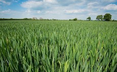 Picking the right phosphate fertiliser