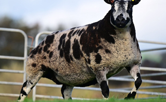 Craigdoo Firefly, 25,000gns