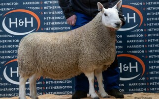 Auction mart sales round-up: Flying dairy trade at Holsworthy and sheepdogs sell to £16,200 online