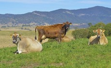 Australia's dairy farmers return to profit