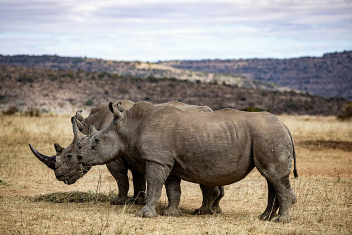 Over 100 rhinos poached in South Africa this year