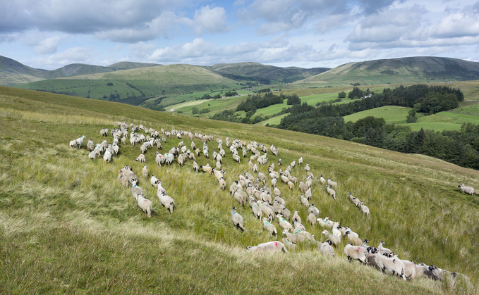 Fears upland and common land farmers will struggle in face of direct payment cut