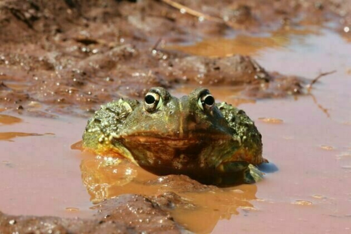 South Africa's frogs and reptiles get their own list of names in local languages
