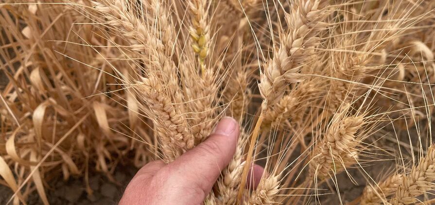 The USDA has released its latest global grain and oilseeds projections.