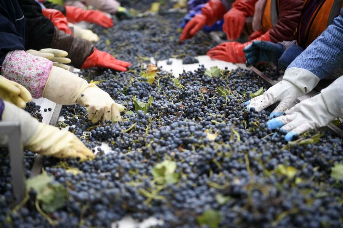 Chinese vineyards exploring opportunities in British market