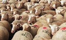 Sheep in Pakistan to be processed