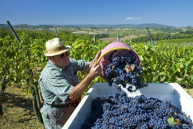 Alcohol ban resulted in 18 000 job losses in wine industry - Vinpro