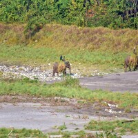 Assam's 1st dedicated Grass Nursery inaugurated in Manas National Park