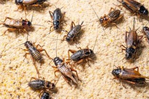 Russians will never eat insects - top MP