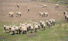 Consecutive poor seasons in southern Australia and a shift to cropping in WA has contributed to a decline in the national flock. 