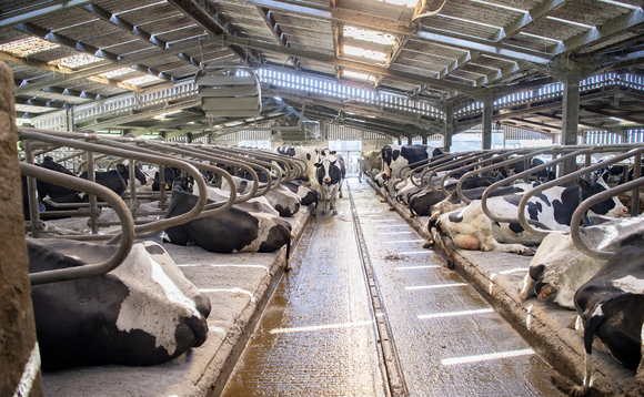 Managing scour in dairy cows this winter