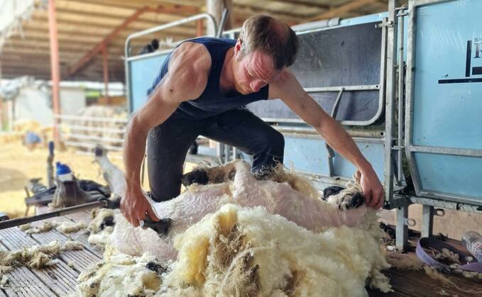 Michael will shear an estimated 600 sheep in a day for charity