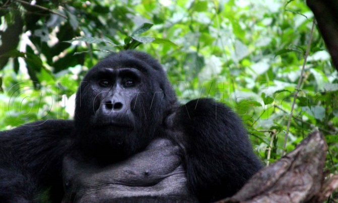 UNESCO sites: Bwindi's wonder world of gorillas UNESCO sites: Bwindi's wonder world of gorillas
