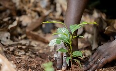Nestlé cocoa support programme boosts yields for farmers by 18 per cent