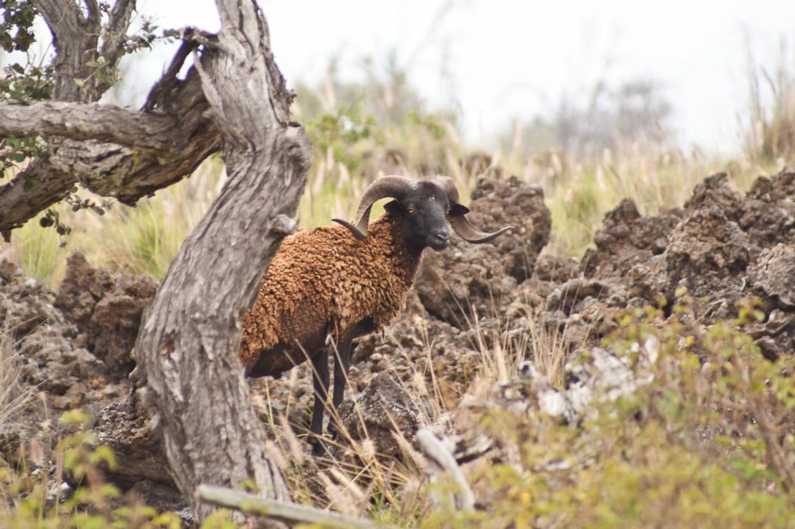 Applications sought for feral sheep removal project on Hawaii Island