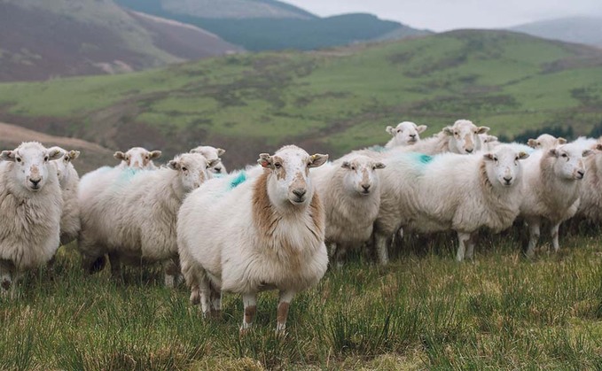 Profitable year for sheep meat exports