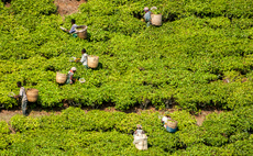 Fairtrade tea sales rise 35 per cent in 2025 