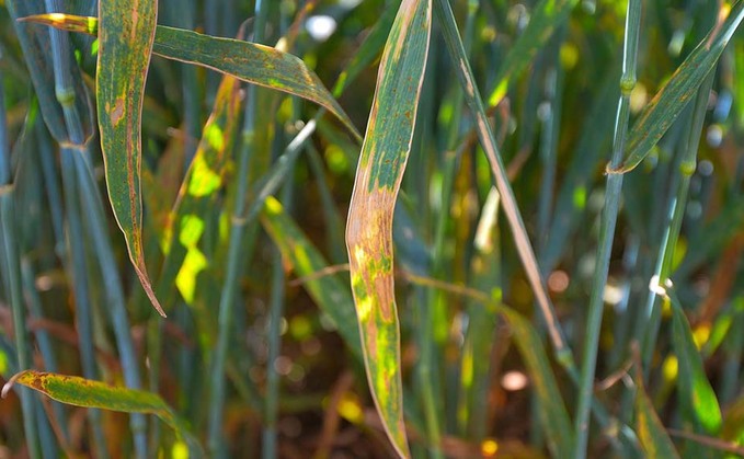 Septoria disease ratings declined for many winter wheat varieties